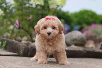 Nellie, a female Maltipoo for sale in Sugarcreek, OH – 6 of 8