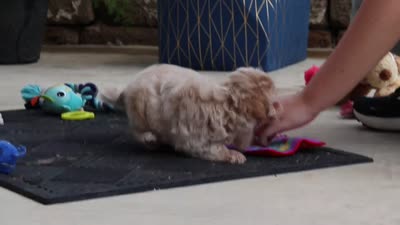 Kelly, a female Maltipoo for sale in Sugarcreek, OH – 7 of 7