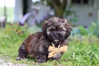 Taylor, a male Shihpoo for sale in Sugarcreek, OH – 2 of 6