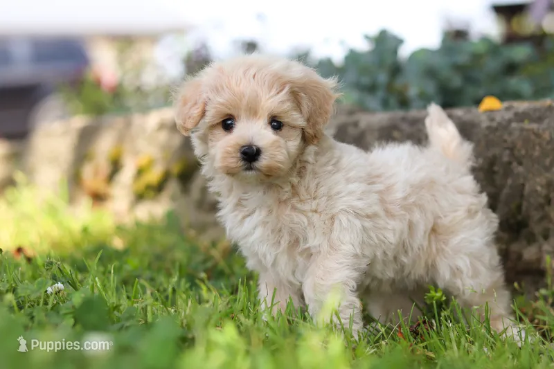Piper – Maltipoo puppy for sale in Sugarcreek, OH
