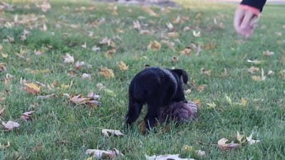 Pansy, a female Yorkipoo for sale in Sugarcreek, OH – 6 of 6