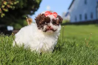 Tabby, a female Shihpoo for sale in Sugarcreek, OH – 2 of 6