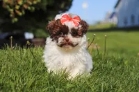 Tabby, a female Shihpoo for sale in Sugarcreek, OH – 4 of 6