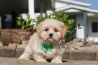 Trandon, a male Shihpoo for sale in Sugarcreek, OH – 2 of 6