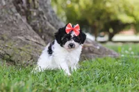 Smore, a female Maltipoo for sale in Sugarcreek, OH – 3 of 8
