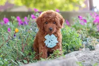 Jude, a male Poodle - Miniature  for sale in Sugarcreek, OH – 7 of 9