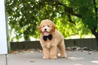Brunco, a male Poodle - Miniature  for sale in Sugarcreek, OH – 2 of 8