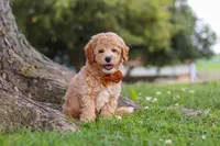 Brunco, a male Poodle - Miniature  for sale in Sugarcreek, OH – 7 of 8