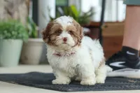 Thomas, a male Shihpoo for sale in Sugarcreek, OH – 7 of 8