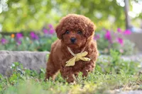 Jance, a male Poodle - Miniature  for sale in Sugarcreek, OH – 4 of 10