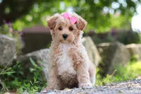 Peanut, a female Maltipoo for sale in Sugarcreek, OH – 4 of 9