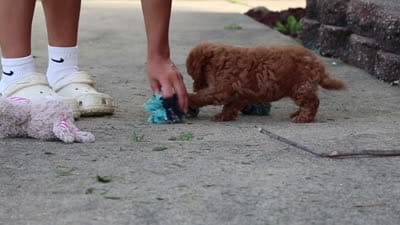 Jane, a female Poodle - Miniature  for sale in Sugarcreek, OH – 7 of 7
