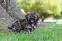 Chip, a male Maltipoo for sale in Sugarcreek, OH – 5 of 7