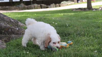 Bella, a female Poodle - Miniature  for sale in Sugarcreek, OH – 6 of 6