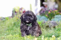 Trocksus, a male Shihpoo for sale in Sugarcreek, OH – 2 of 6