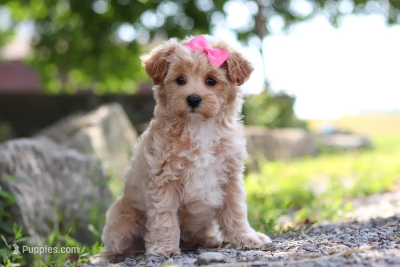 Peanut – Maltipoo puppy for sale in Sugarcreek, OH