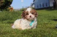 Thomas, a male Shihpoo for sale in Sugarcreek, OH – 4 of 6