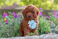Jude, a male Poodle - Miniature  for sale in Sugarcreek, OH – 6 of 9