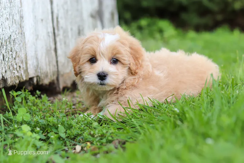 Joel – Maltipoo puppy for sale in Sugarcreek, OH