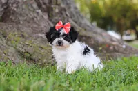 Smore, a female Maltipoo for sale in Sugarcreek, OH – 7 of 8