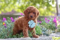Jude, a male Poodle - Miniature  for sale in Sugarcreek, OH – 8 of 9