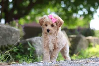 Peanut, a female Maltipoo for sale in Sugarcreek, OH – 5 of 9