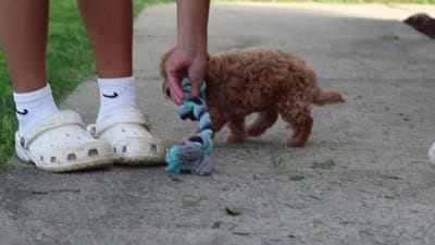 Janika, a female Poodle - Miniature  for sale in Sugarcreek, OH – 10 of 10