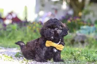 Tristan, a male Shihpoo for sale in Sugarcreek, OH – 4 of 6