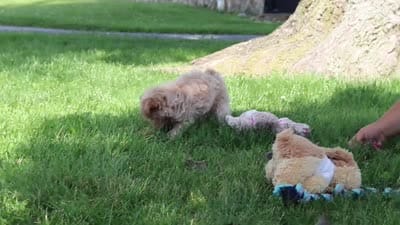 Peanut, a female Maltipoo for sale in Sugarcreek, OH – 9 of 9