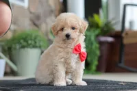 Kolten, a male Maltipoo for sale in Sugarcreek, OH – 8 of 10