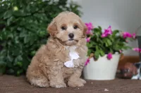 Kenny, a male Maltipoo for sale in Sugarcreek, OH – Photo 4 of 6