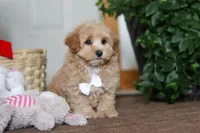 Kenny, a male Maltipoo for sale in Sugarcreek, OH – Photo 3 of 6