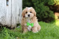 Joel, a male Maltipoo for sale in Sugarcreek, OH – 8 of 10