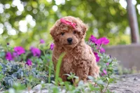 Janika, a female Poodle - Miniature  for sale in Sugarcreek, OH – 5 of 10