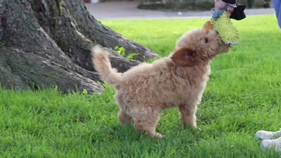 Brunco, a male Poodle - Miniature  for sale in Sugarcreek, OH – 8 of 8
