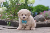 Noah, a male Maltipoo for sale in Sugarcreek, OH – 4 of 6