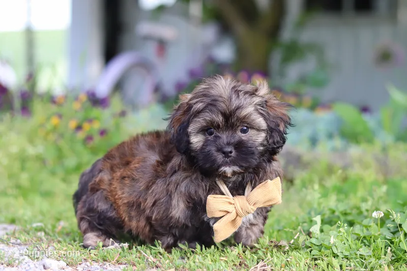 Taylor – Shihpoo puppy for sale in Sugarcreek, OH