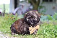 Taylor, a male Shihpoo for sale in Sugarcreek, OH – 1 of 6