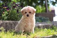 Penny, a female Maltipoo for sale in Sugarcreek, OH – 9 of 10