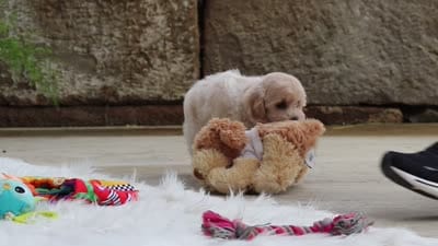 Karl, a male Maltipoo for sale in Sugarcreek, OH – 8 of 8
