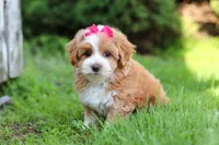 Jewel , a female Maltipoo for sale in Sugarcreek, OH – 4 of 5