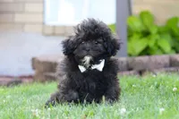Troy, a male Shihpoo for sale in Sugarcreek, OH – 2 of 6