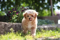Posie , a female Maltipoo for sale in Sugarcreek, OH – 8 of 9