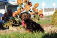 Patter, a male Yorkipoo for sale in Sugarcreek, OH – 1 of 6