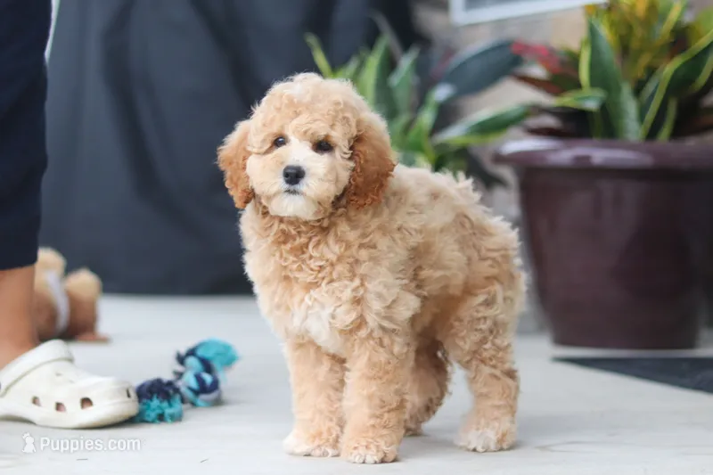 Brunco – Poodle - Miniature  puppy for sale in Sugarcreek, OH