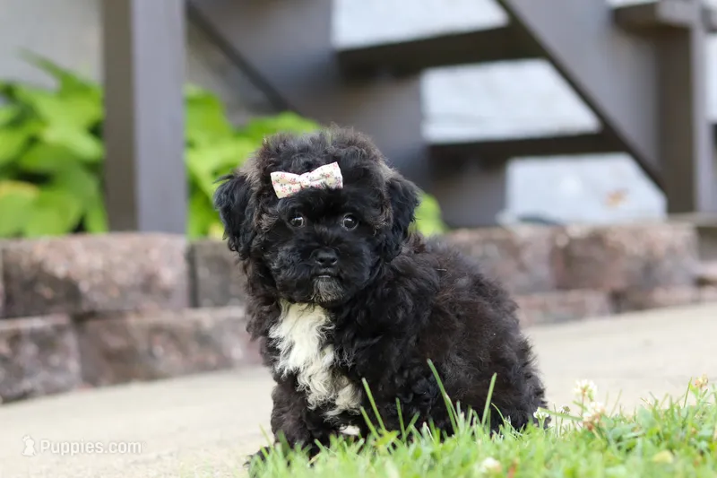 Pretzel – Maltipoo puppy for sale in Sugarcreek, OH
