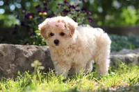 Penny, a female Maltipoo for sale in Sugarcreek, OH – 1 of 10