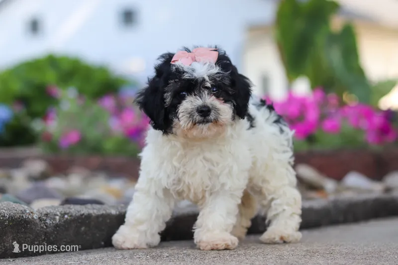 Smore – Maltipoo puppy for sale in Sugarcreek, OH