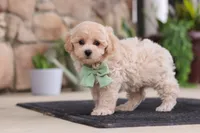 Karl, a male Maltipoo for sale in Sugarcreek, OH – 7 of 8