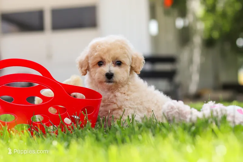 Kolten – Maltipoo puppy for sale in Sugarcreek, OH